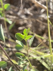 Porophyllum ruderale macrocephalum