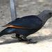 Southern Red-winged Starling - Photo (c) ruthie_mac, some rights reserved (CC BY-NC)
