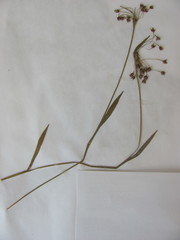 Luzula acuminata acuminata