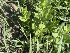 Thlaspi arvense
