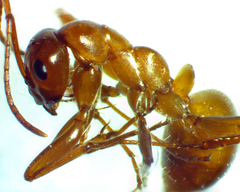 Formica pallidefulva