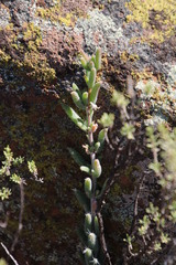 Trichodiadema setuliferum