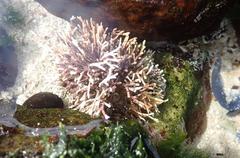 Amphiroa