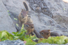 Callospermophilus lateralis chrysodeirus