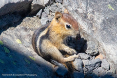 Callospermophilus lateralis chrysodeirus