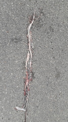 Pseudelaphe phaescens