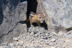 Callospermophilus lateralis chrysodeirus