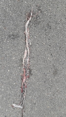 Pseudelaphe phaescens