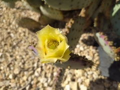 Opuntia
