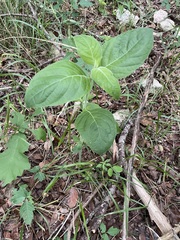 Ruellia drummondiana
