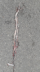 Pseudelaphe phaescens