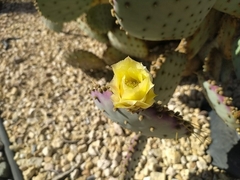 Opuntia