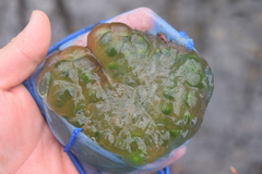 Oophila amblystomatis