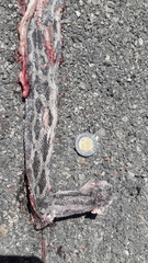 Pseudelaphe phaescens