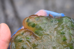 Oophila amblystomatis