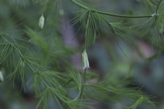 Asparagus tenuifolius