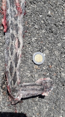 Pseudelaphe phaescens