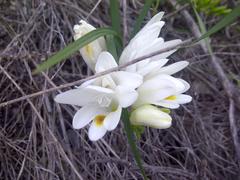 Freesia caryophyllacea