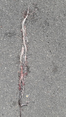 Pseudelaphe phaescens