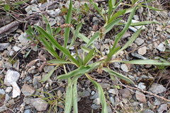 Plantago macrocarpa