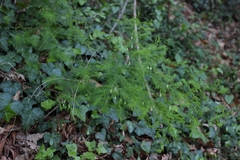 Asparagus tenuifolius