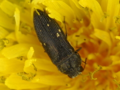 Acmaeodera neglecta neoneglecta