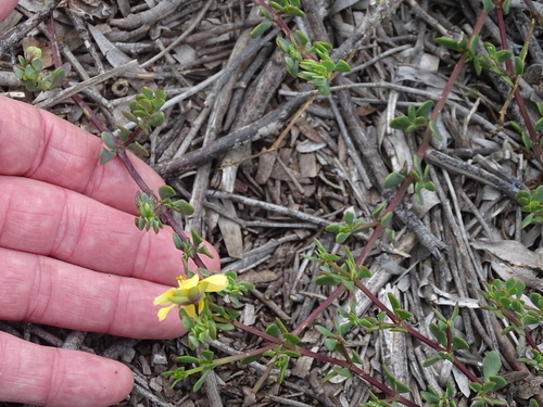 Image of Roepera maritima by (c) Shaun Swanepoel, some rights reserved (CC BY)