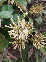 Gaiadendron