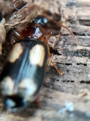 Dromius quadrimaculatus