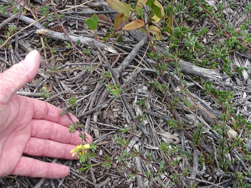 Image of Roepera maritima by (c) Shaun Swanepoel, some rights reserved (CC BY)