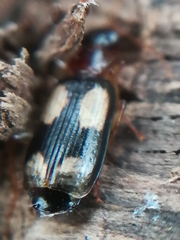 Dromius quadrimaculatus