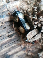 Dromius quadrimaculatus