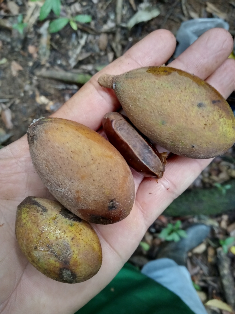 Foto de Pouteria amygdalicarpa