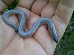 Cape Legless Skink photo 3