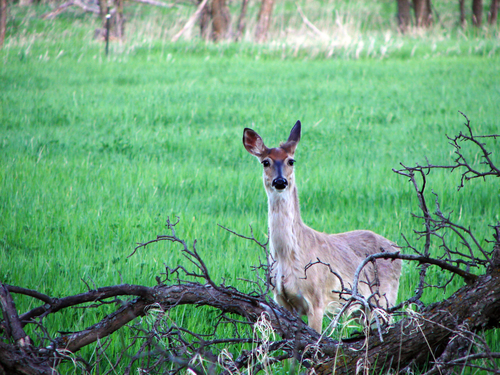 Black Hills White-tailed Deer