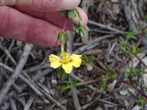 Image of Roepera maritima by (c) Shaun Swanepoel, some rights reserved (CC BY)