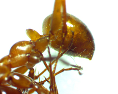 Formica pallidefulva