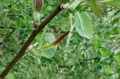 Salix magnifica