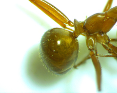 Formica pallidefulva