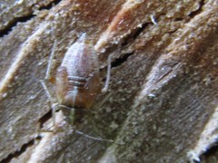 Harpocera