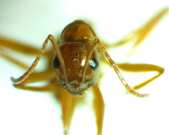 Formica pallidefulva