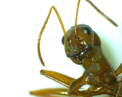 Formica pallidefulva