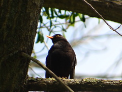 Turdus merula