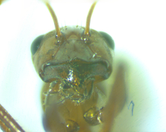 Formica pallidefulva