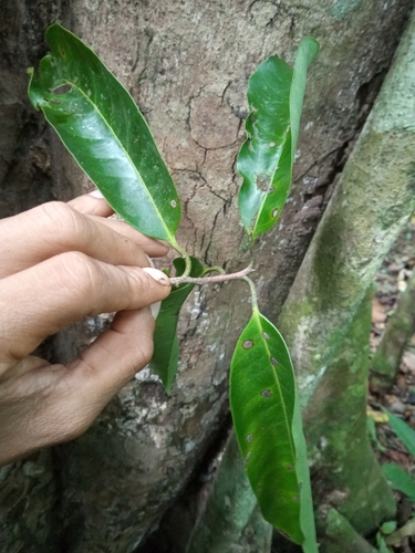 Foto de Pouteria amygdalicarpa