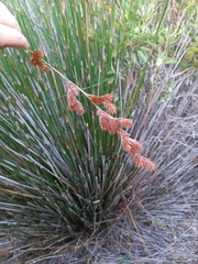 Thamnochortus spicigerus