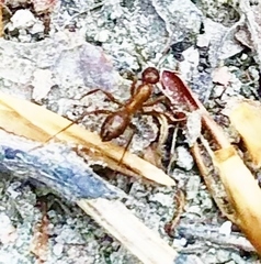 Formica pallidefulva