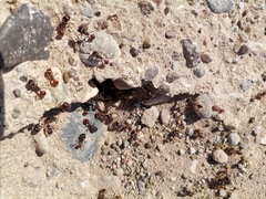 Pogonomyrmex rugosus