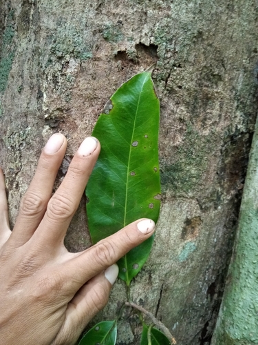 Foto de Pouteria amygdalicarpa