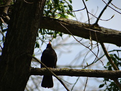 Turdus merula